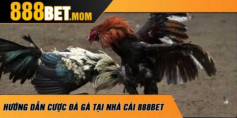 Hướng Dẫn Cược Đá Gà Tại Nhà Cái 888Bet